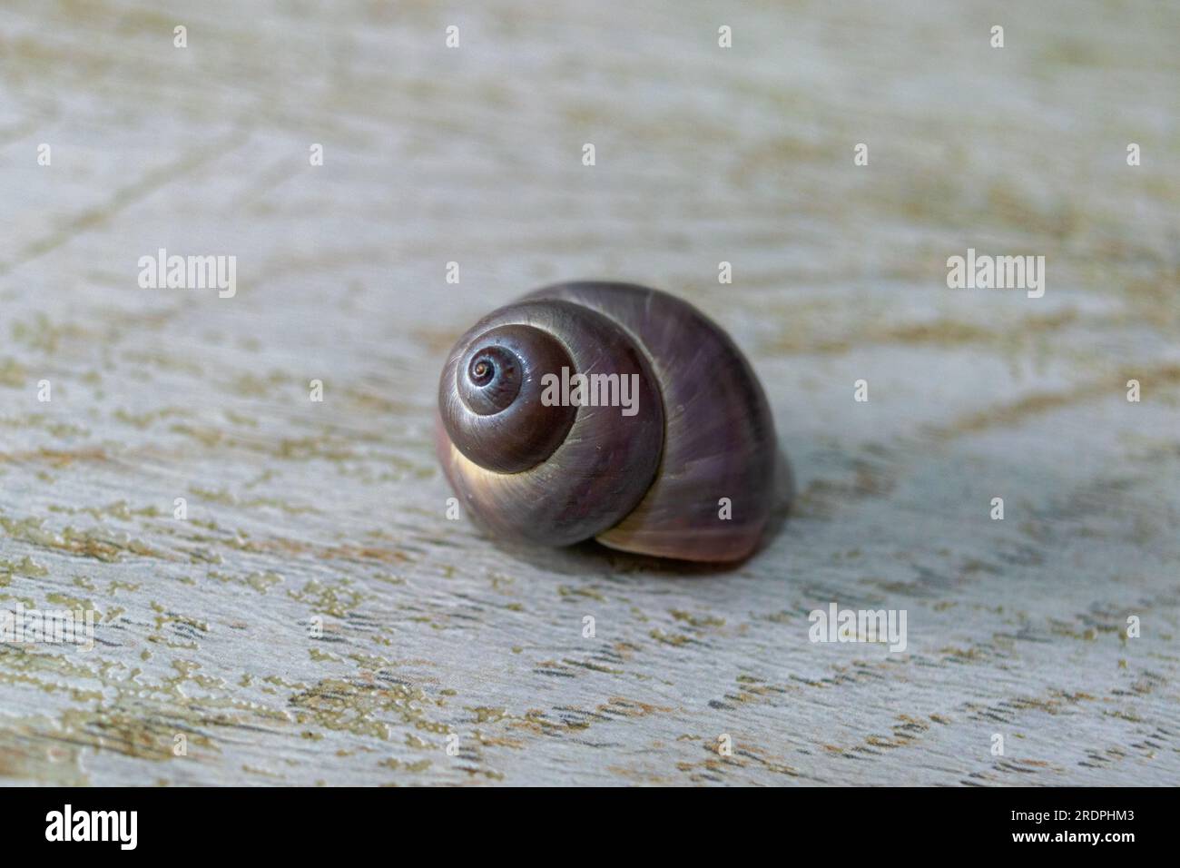 Coquillage en oeil de requin, Neverita duplicata. Banque D'Images