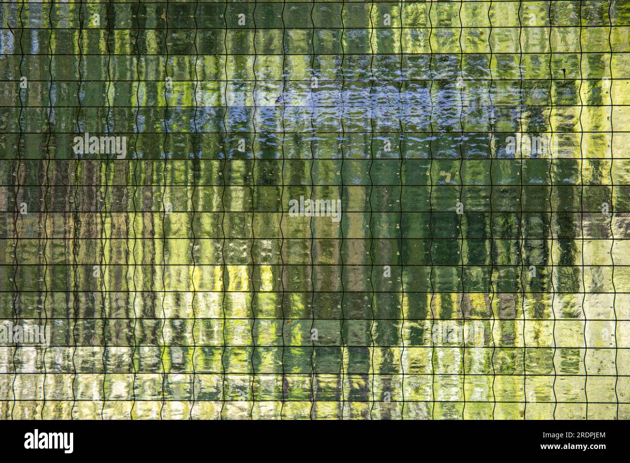 Forêt verte vue à travers le verre en treillis métallique Banque D'Images