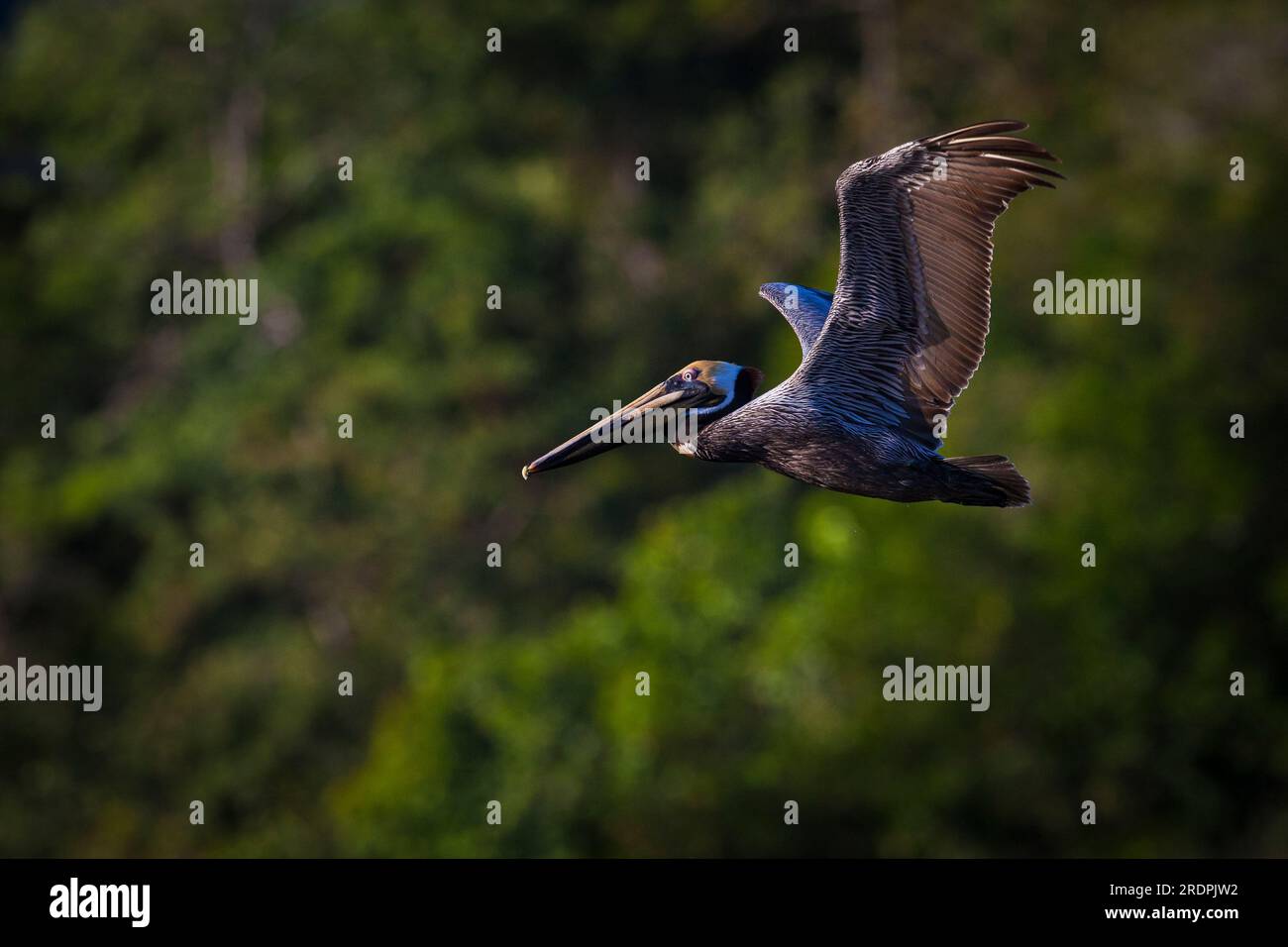 Un pélican brun, Pelecanus occidentalis, en vol sur la côte de l'île de Coiba, côte Pacifique, province de Veraguas, République du Panama, Amérique centrale Banque D'Images