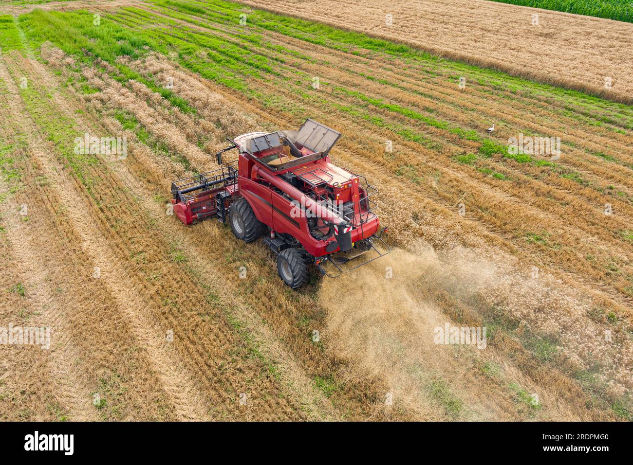 Moissonneuse-batteuse rouge moderne récoltant le blé en été. Vue aérienne de l'agriculture Banque D'Images