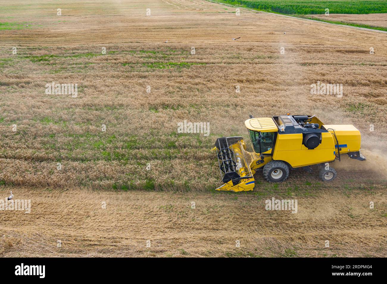 Vue aérienne drone, moissonneuses-batteuses travaillant dans le champ de blé Banque D'Images