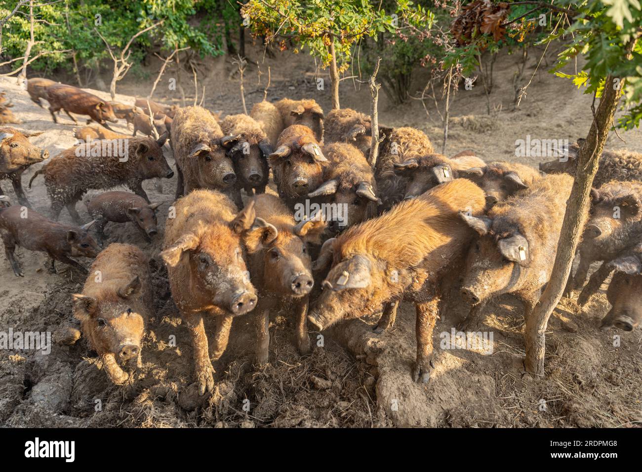 Troupeau de porcs mangalica. Élevage porcin privé Banque D'Images