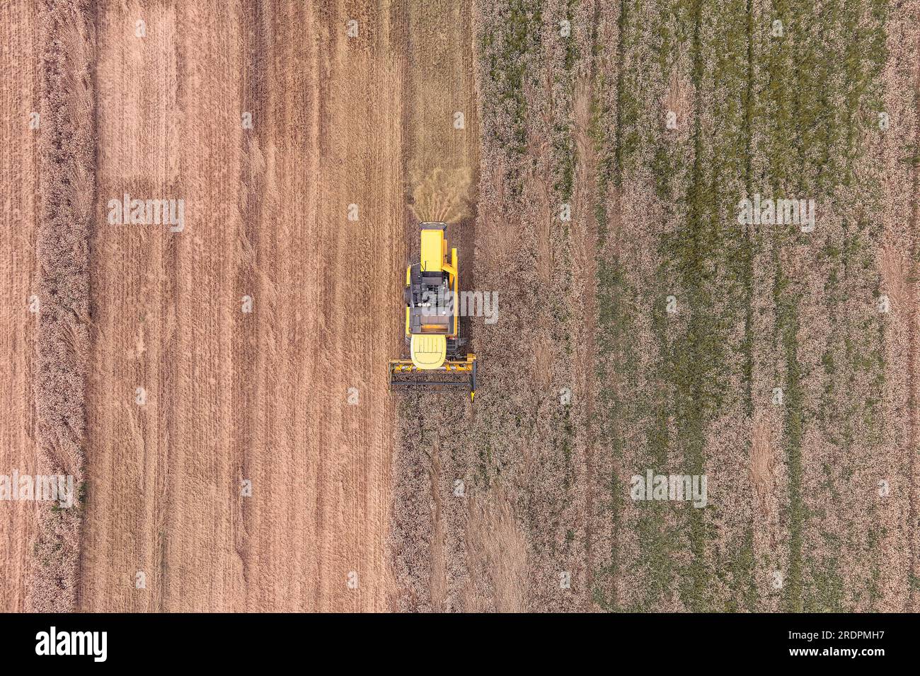 Moissonneuse-batteuse jaune moderne récoltant le blé en été. Vue aérienne de l'agriculture Banque D'Images