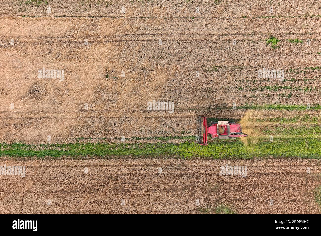 Machine de récolte pour le travail dans les champs de blé. Vue aérienne de l'agriculture Banque D'Images