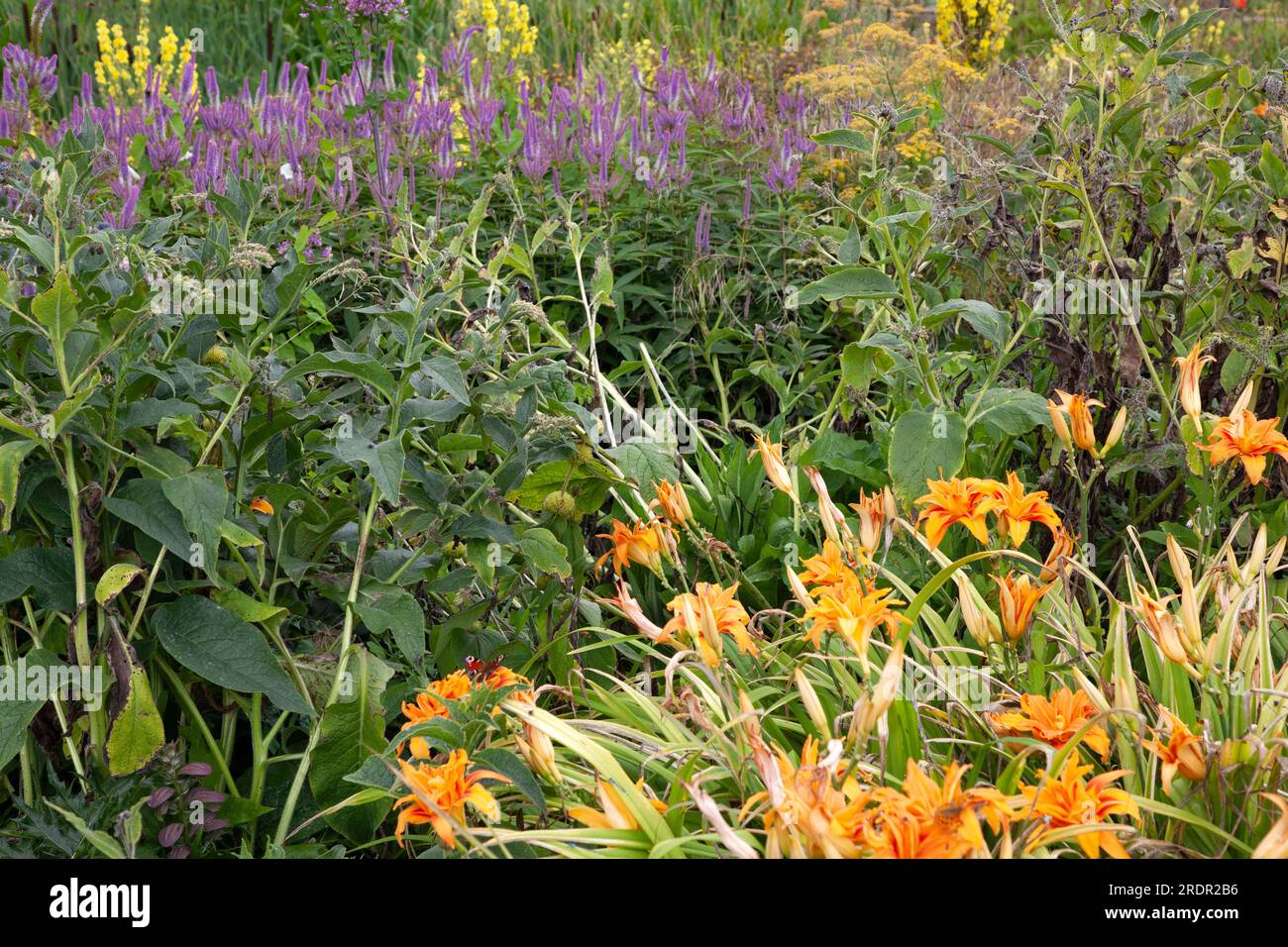 The Gravel Garden par le jardinier Tom Massey soutenu par Sarah Mead, au jardin biologique de Yeo Valley, à Blagdon, Somerset Banque D'Images