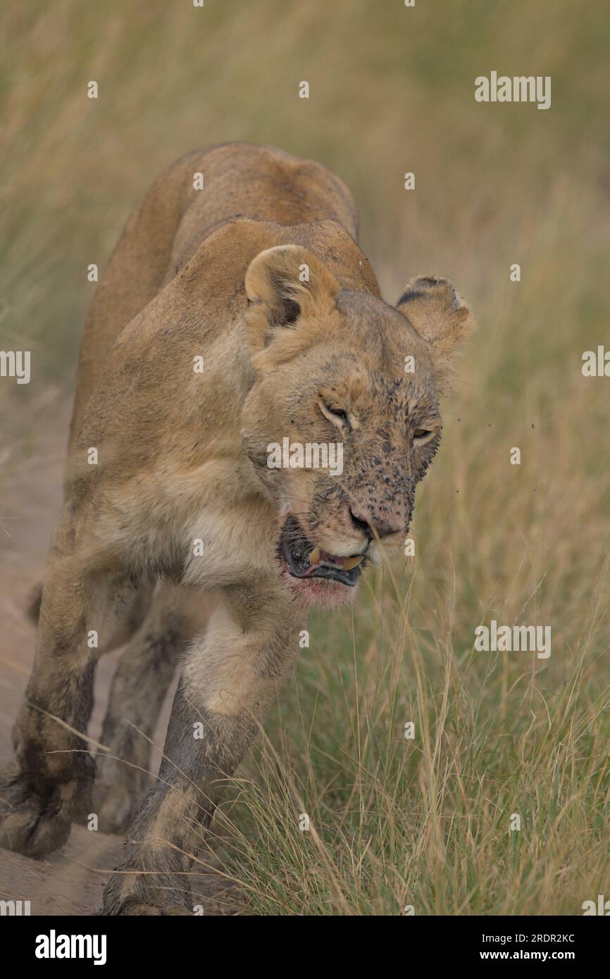 Lionne va merder des chiots après avoir participé à Buffalo Kill, Masai Mara, Kenya, Afrique Banque D'Images