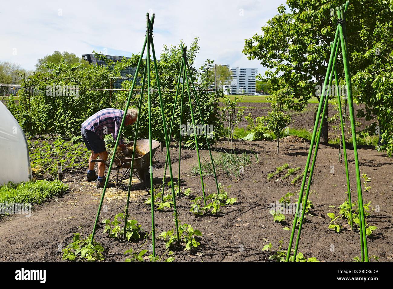 Pensionnado actif, travaillant dans sa parcelle, extrait la paille d'une brouette pour couvrir et protéger ses plants de fraises Banque D'Images