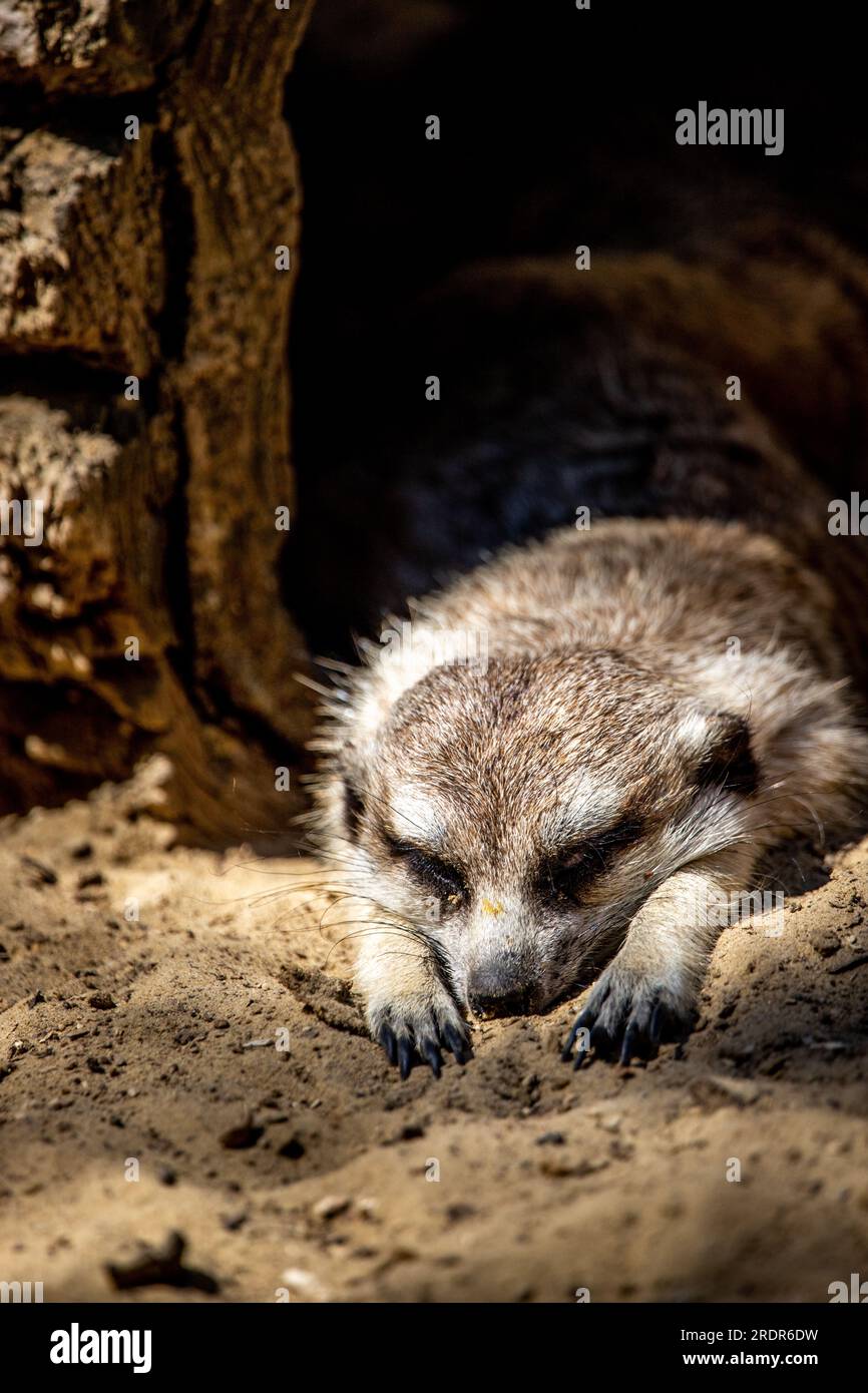 meerkat au point, avec fond noir. Le surikat se réveille et regarde autour de lui. Gros plan Banque D'Images