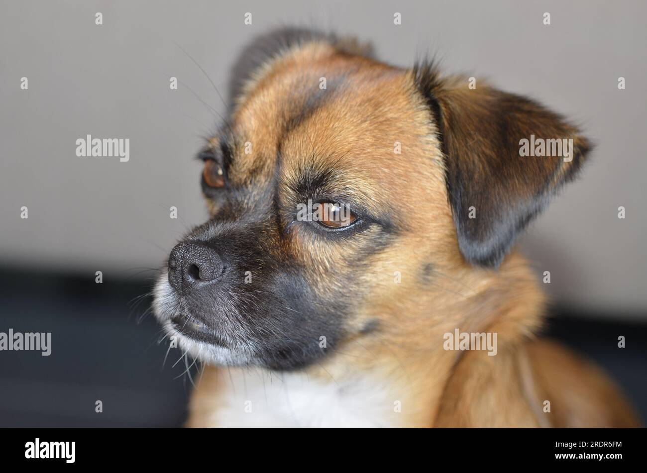 Portrait d'un Puggle, un croisement entre un Pug et un beagle Banque D'Images