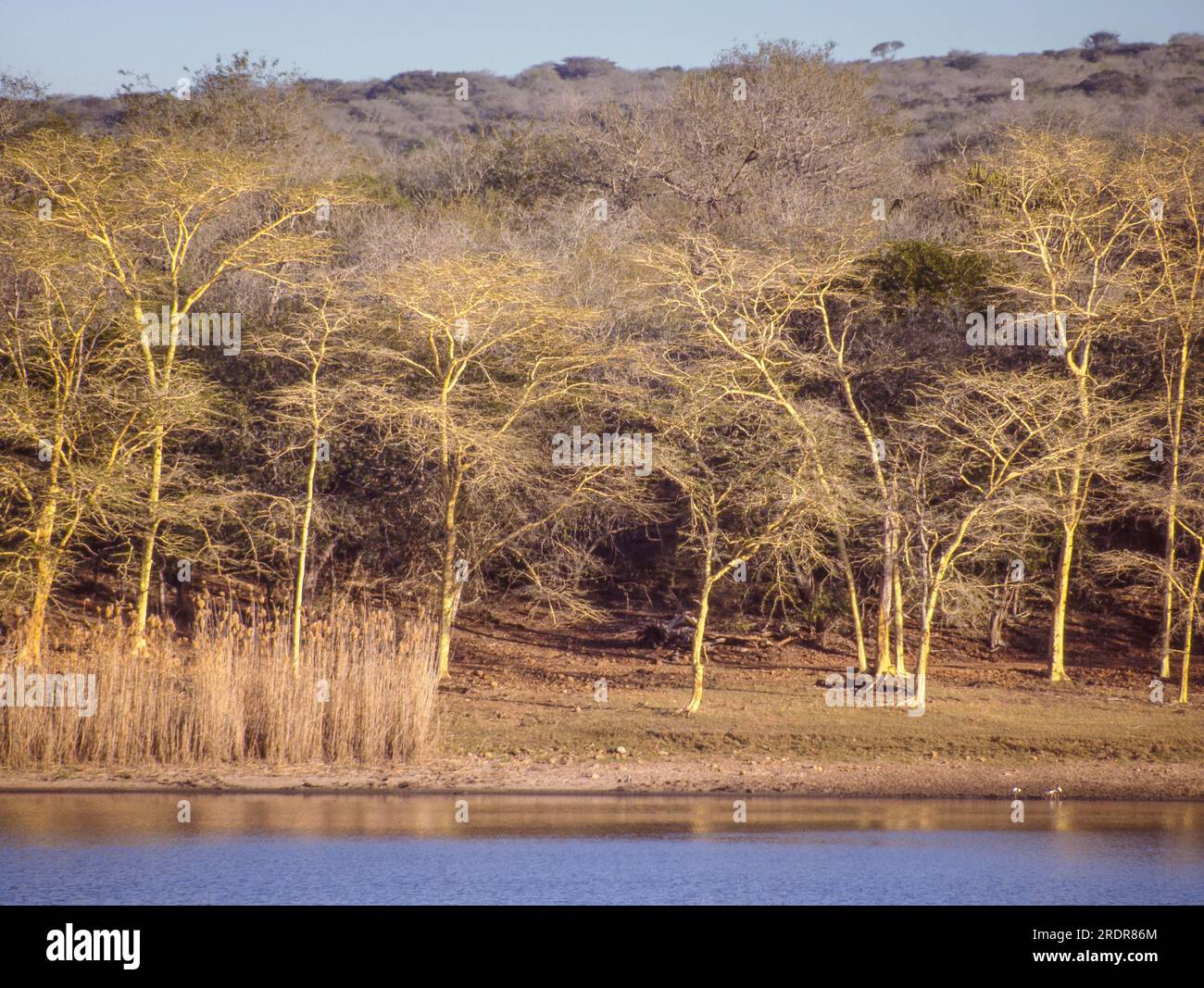 Arbres à fièvre (Vachellia xanthophloea) poussant dans la réserve de gibier de Ndumo, une petite réserve de gibier sud-africaine située dans le district extrême nord-est du KwaZulu-Natal. Banque D'Images