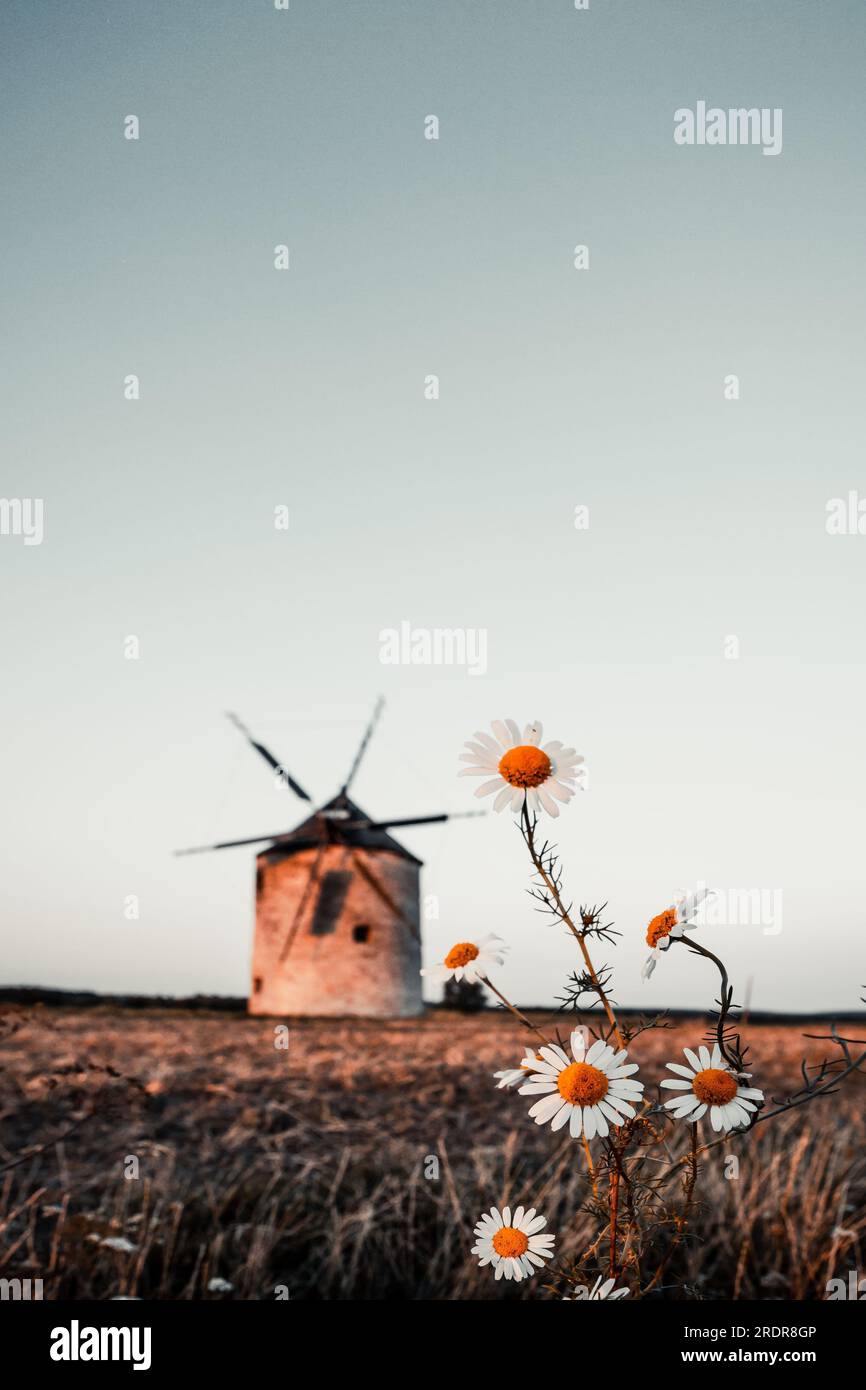 Moulin à vent au coucher du soleil avec des fleurs. Dans la soirée, ces moulins sont dans un grand paysage en Hongrie à tes am Balaton Banque D'Images