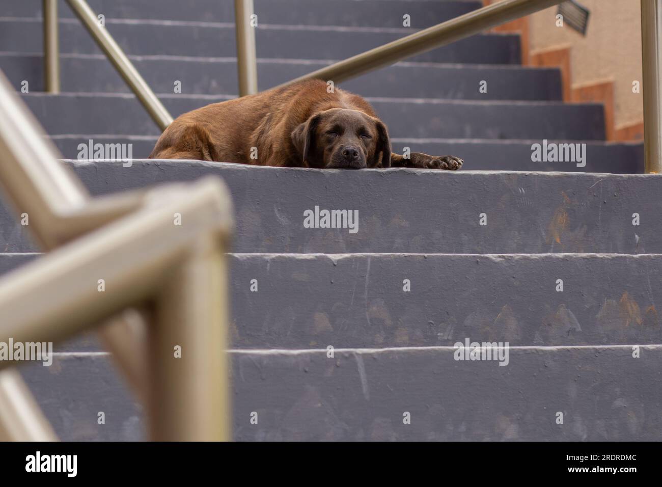 Trindade, Goias, Brésil – 30 juin 2023 : un chien brun, abandonné, triste, couché et dormant sur le sol d’un escalier. Banque D'Images