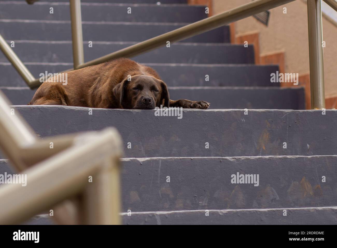 Trindade, Goias, Brésil – 30 juin 2023 : un chien brun, abandonné, triste, couché et dormant sur le sol d’un escalier. Banque D'Images