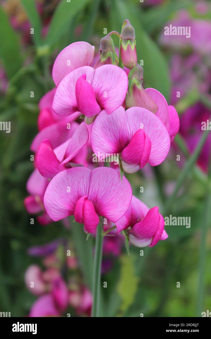 Pois à feuilles larges - Lathyrus latifolius Banque D'Images