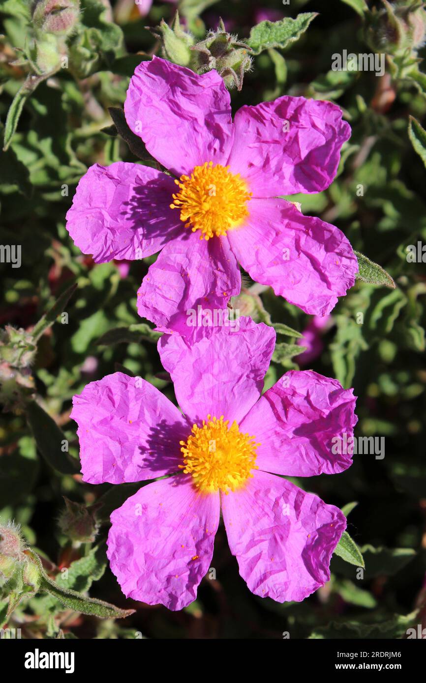 Rose magenta coucher de soleil (Cistus 'Sunset') Banque D'Images