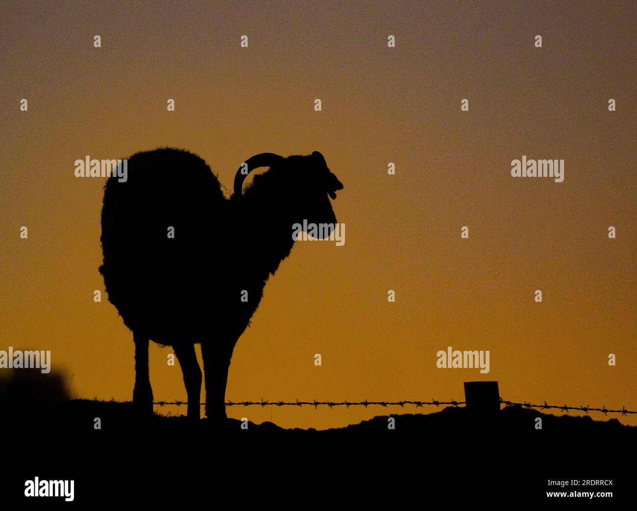 Une silhouette d'un mouton brillant contre un ciel coloré dans le soleil tôt le matin. Yorkshire Moors , Royaume-Uni Banque D'Images