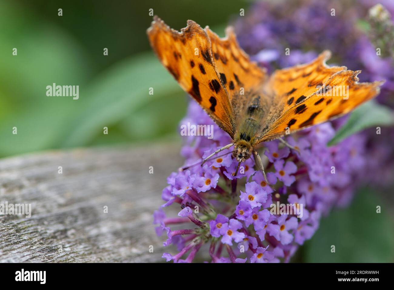 Dorney, RoyaumeUni. 23 juillet 2023. A Comma (Polygonia calbum
