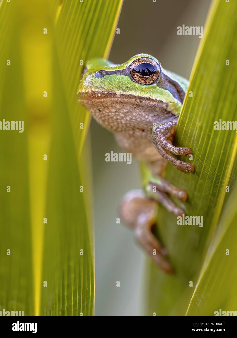 Grenouille verte européenne (Hyla arborea) grimpant dans la plante et regardant autour du coin. Scène animalière de la nature en Europe. Banque D'Images