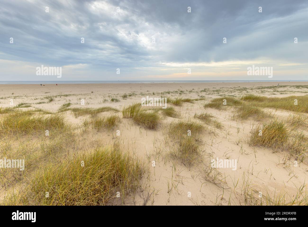 Perspective sur la côte Dune vue sur la côte néerlandaise de la mer du Nord au coucher du soleil. Paysage scène de la nature en Europe. Banque D'Images