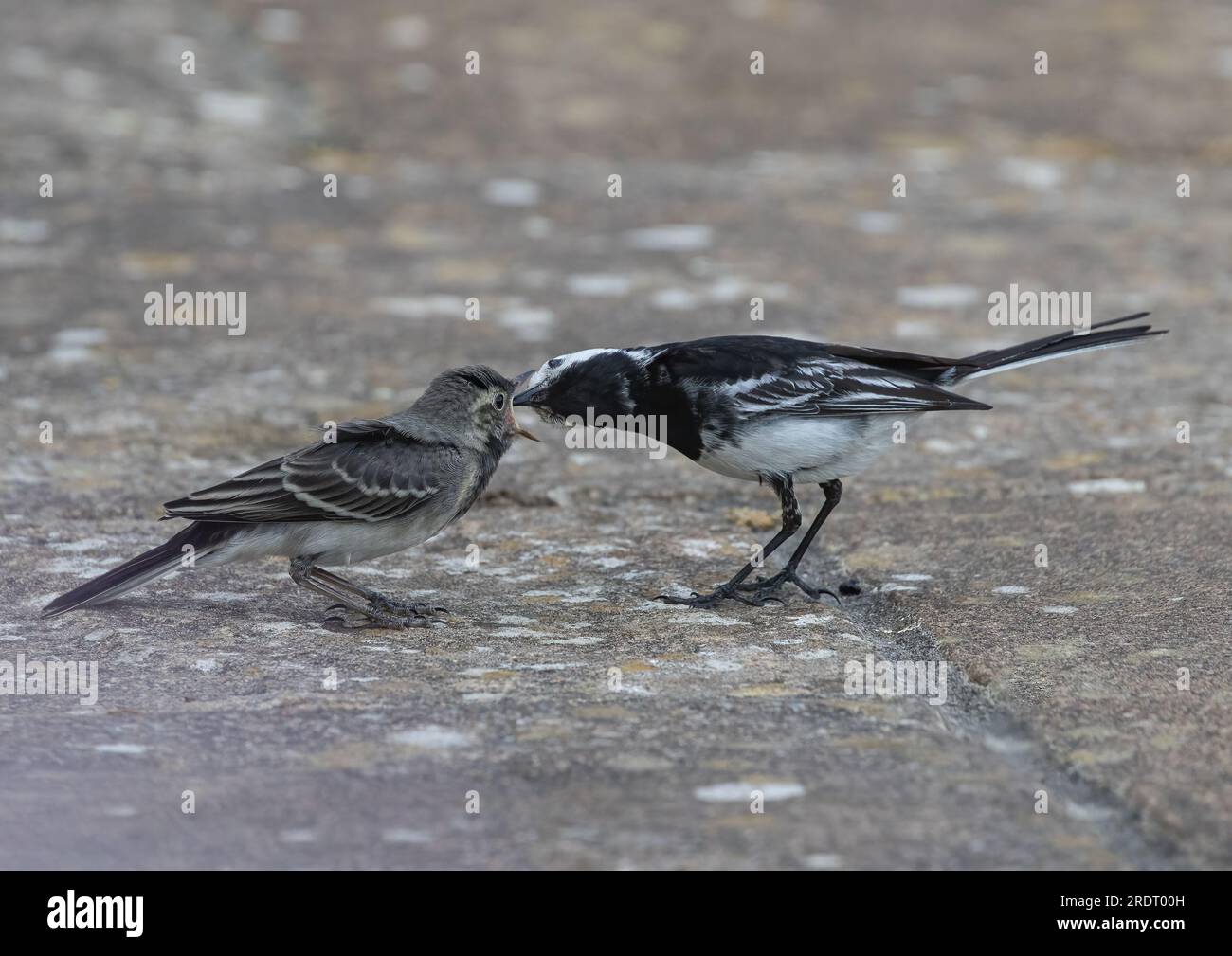 Un plan d'action rapproché d'une adulte pied Wagtail (Motacilla alba) nourrissant son bébé . Bec grand ouvert. Suffolk, Royaume-Uni Banque D'Images Un plan d'action rapproché d'une adulte pied Wagtail (Motacilla alba) nourrissant son bébé . Bec grand ouvert. Suffolk, Royaume-Uni Banque D'Images