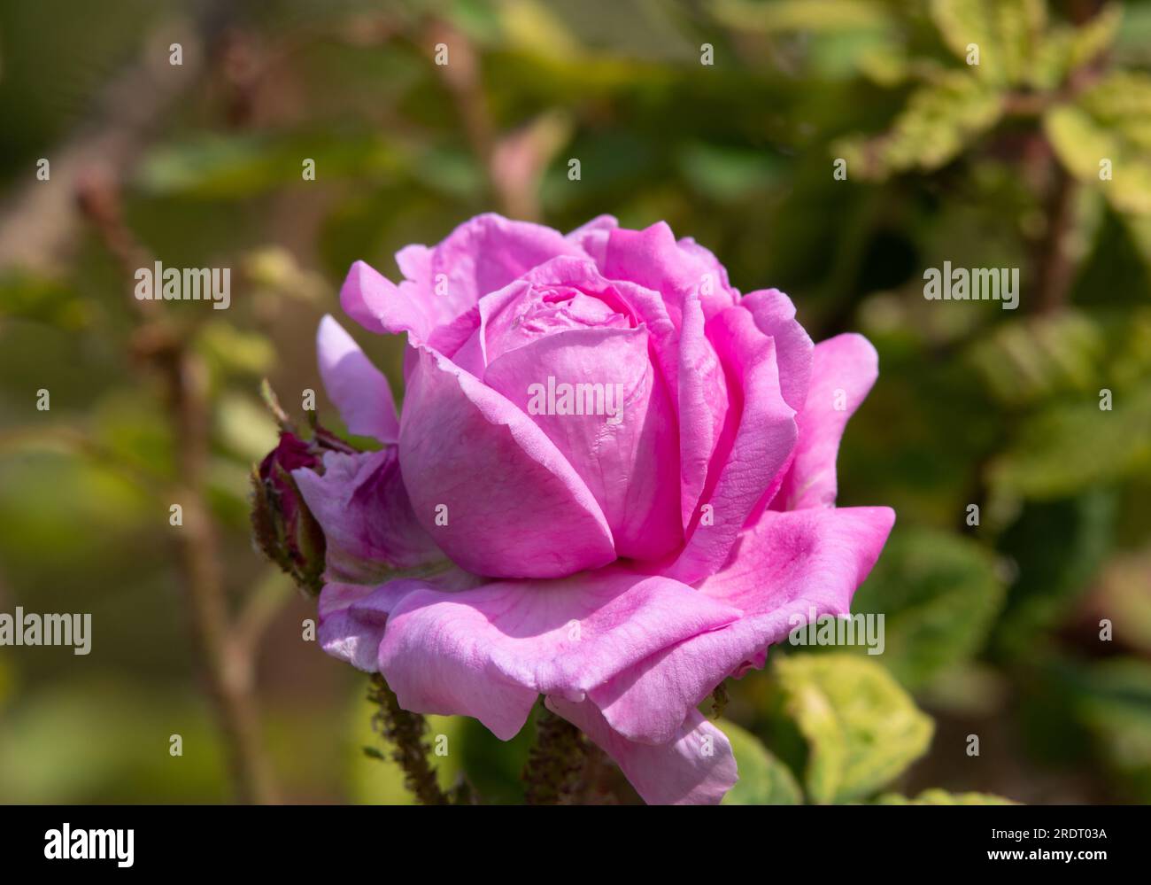 Rosa Julie de Mersan Banque D'Images
