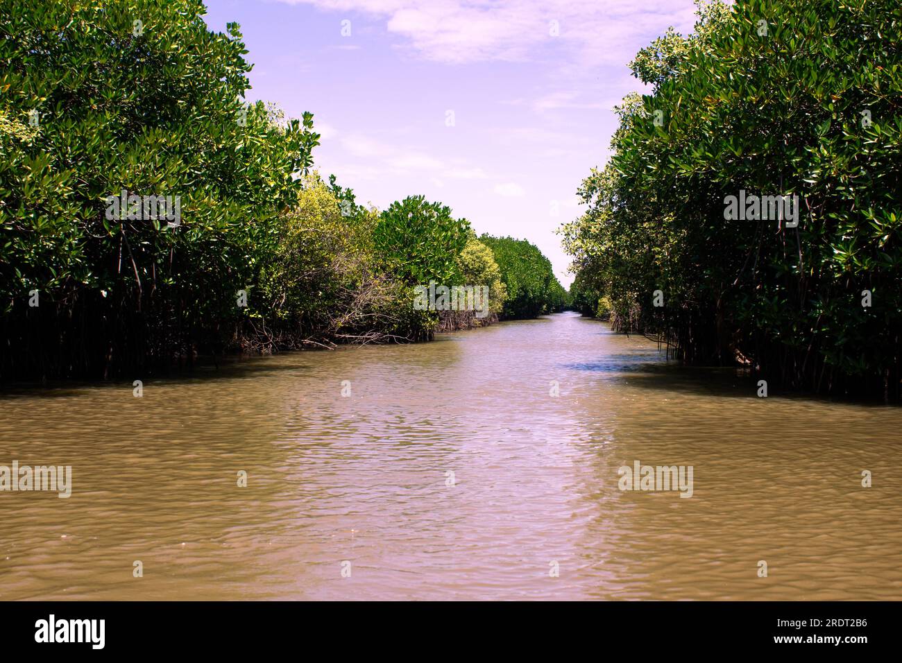 Vue de la forêt de mangroves Pichavaram qui est l'une des plus grandes forêts de mangroves situées dans le district de Cuddalore, Tamil Nadu Banque D'Images