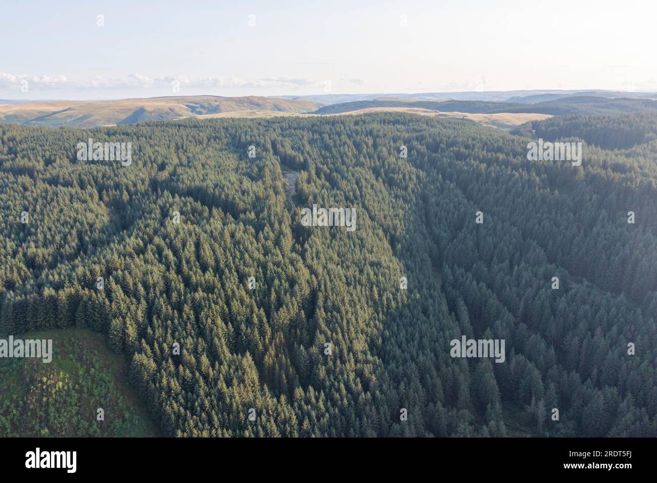 Vue aérienne de la forêt de conifères non indigènes sur Cefn Gwenffrwd au-dessus de la Pysgotwr Fawr, Mid-Wales, Wales, UK Banque D'Images