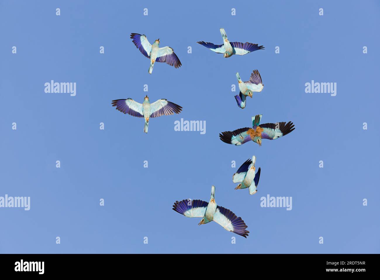 Rouleau européen Coracias garrulus, adulte volant en vol d'affichage, Tolède, Espagne, juillet, image composite Banque D'Images