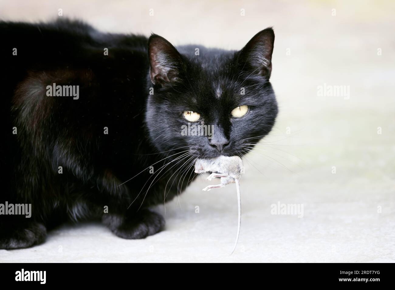 Gros plan d'un chat noir avec une souris attrapée dans sa bouche, Royaume-Uni. Banque D'Images