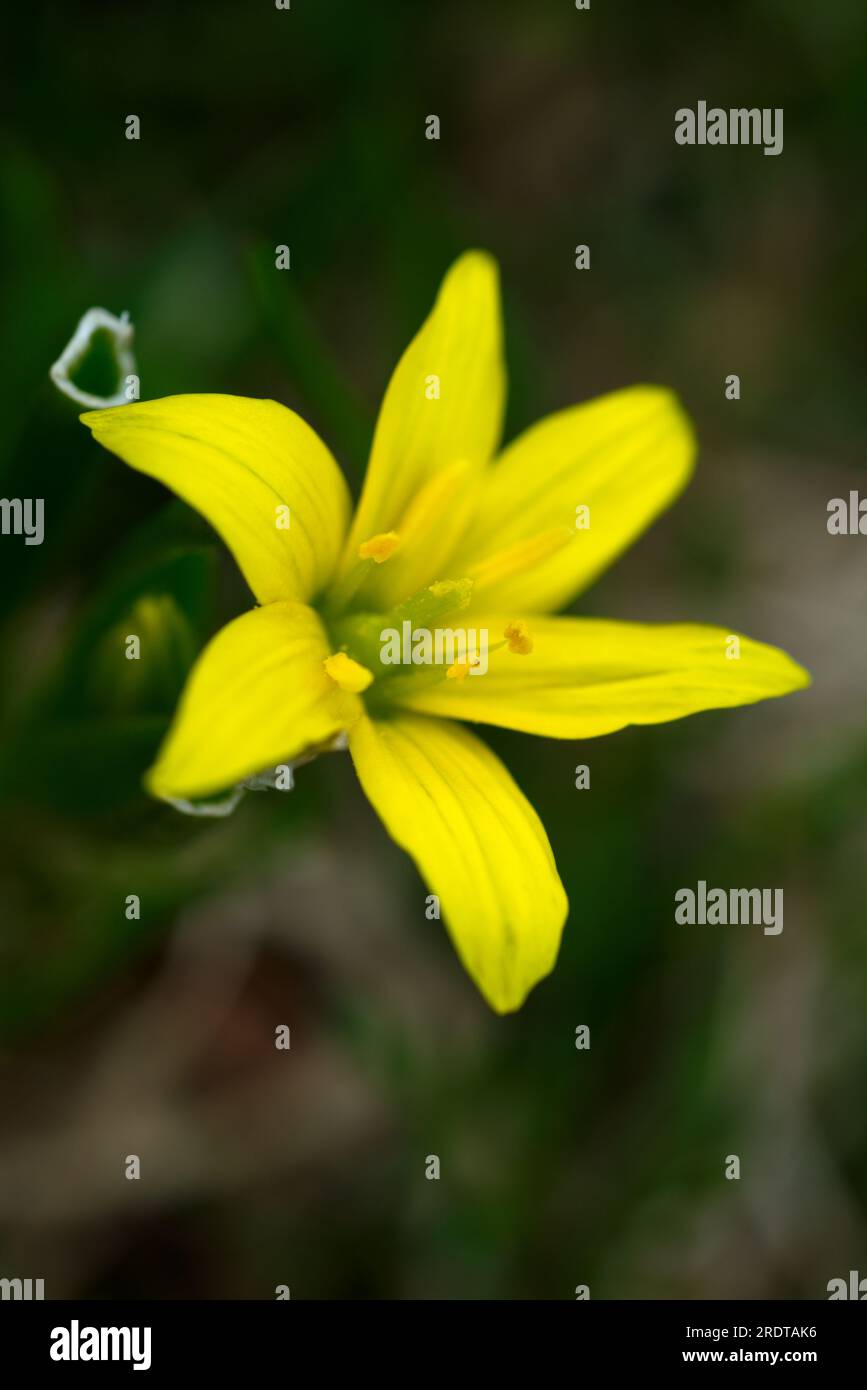 Gagea sp fleur jaune, flor amarilla de Gagea sp Banque D'Images