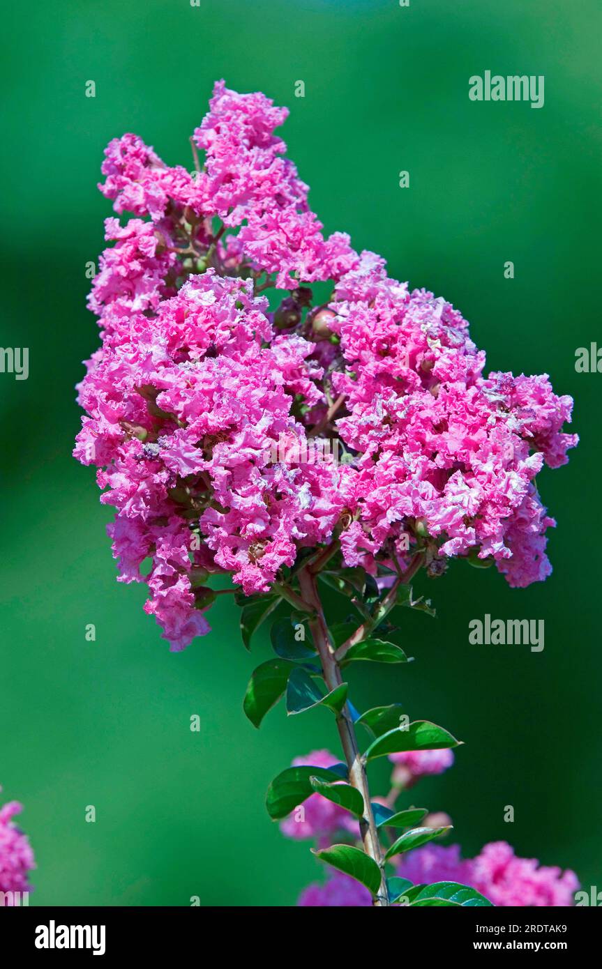 Myrte de colza (Lagerstroemia indica), Crepemyrtle, Lythraceae Banque D'Images