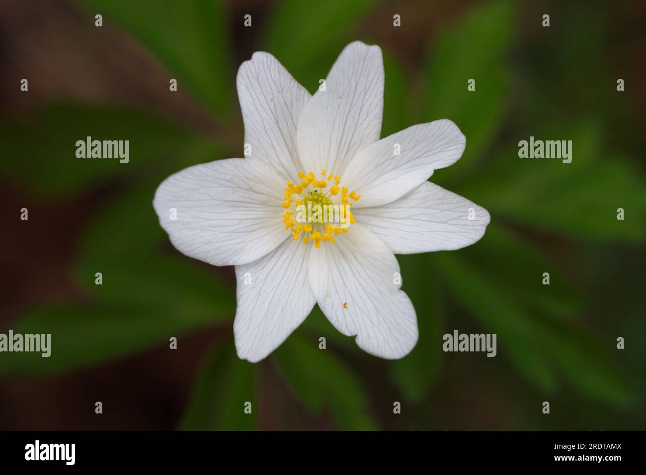 Une photo de Anemone narcissiflora una foto de Anemone narcissiflora. Banque D'Images