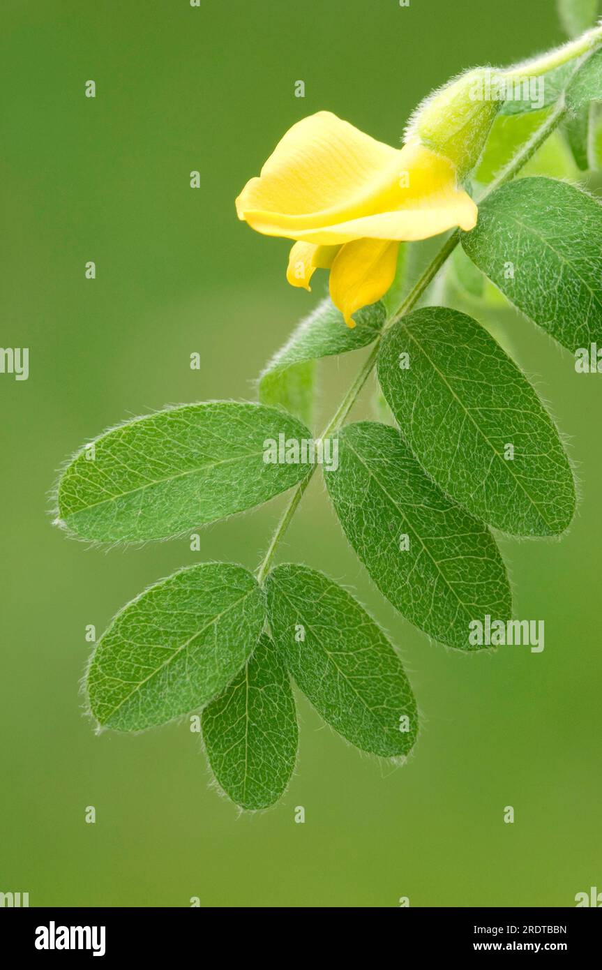 Arbuste à pois de Sibérie (Caragana arborescens), Rhénanie du Nord-Westphalie, Allemagne, arbre à pois de Sibérie Banque D'Images