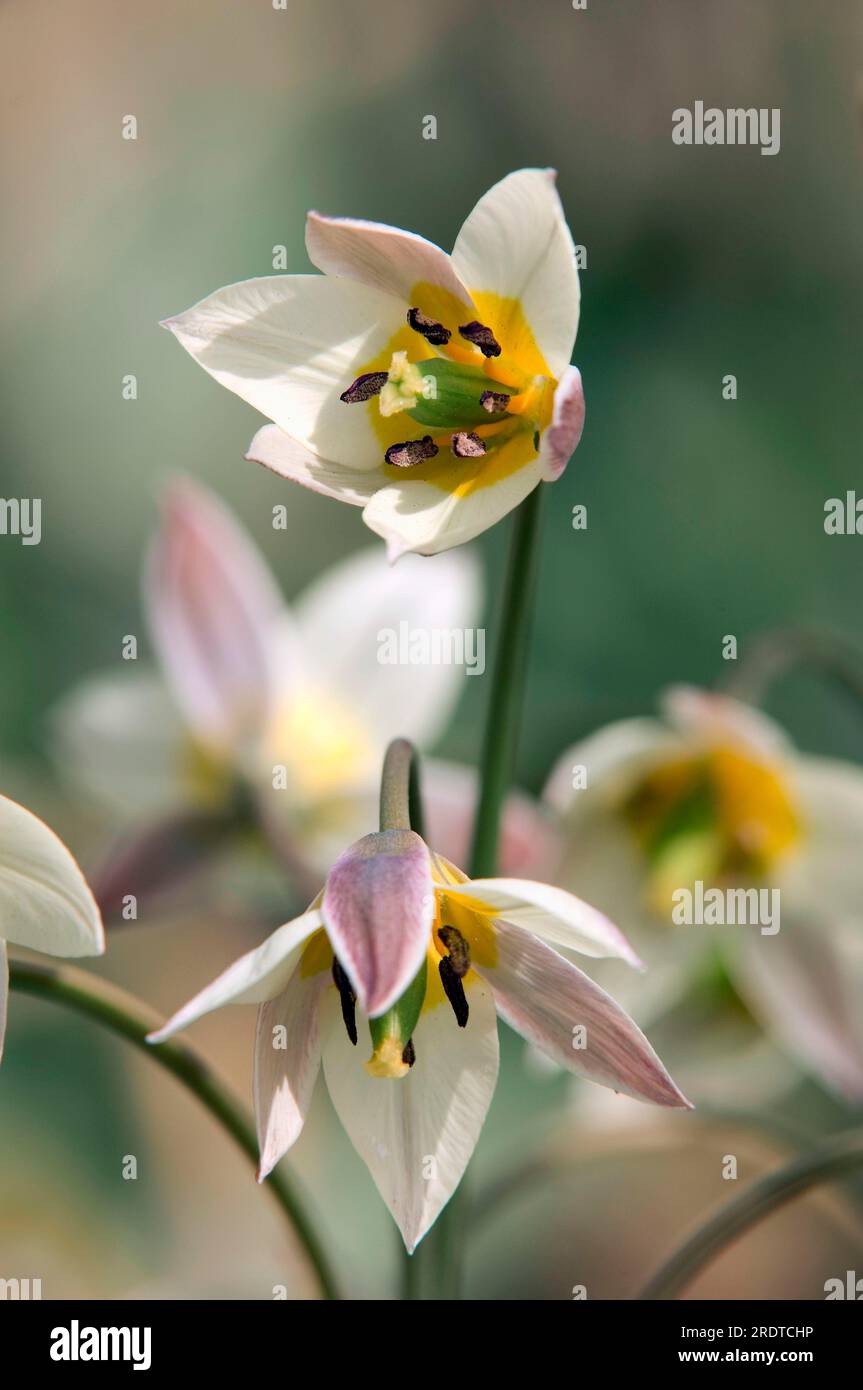 Tulip (Tulipa turkestanica Turkestan) Banque D'Images