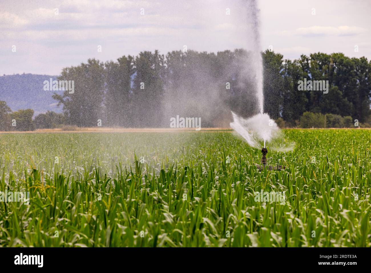 Arroseur d'une irrigation dans un champ agricole avec du maïs en été, Allemagne Banque D'Images