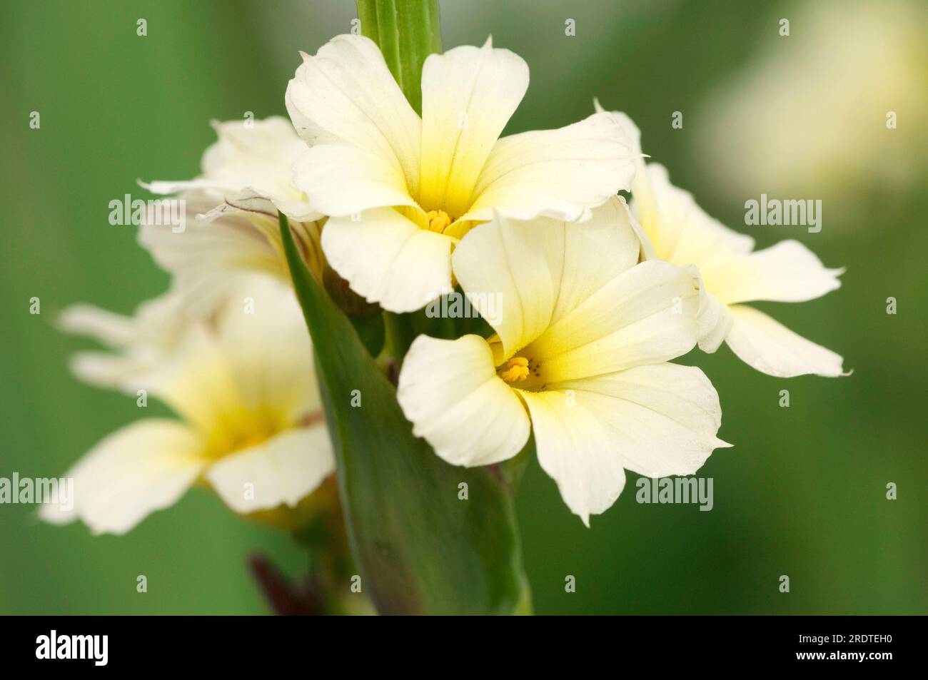 Herbe jaune pâle aux yeux jaunes (Sisyrinchium striatum), fleur satinée Banque D'Images