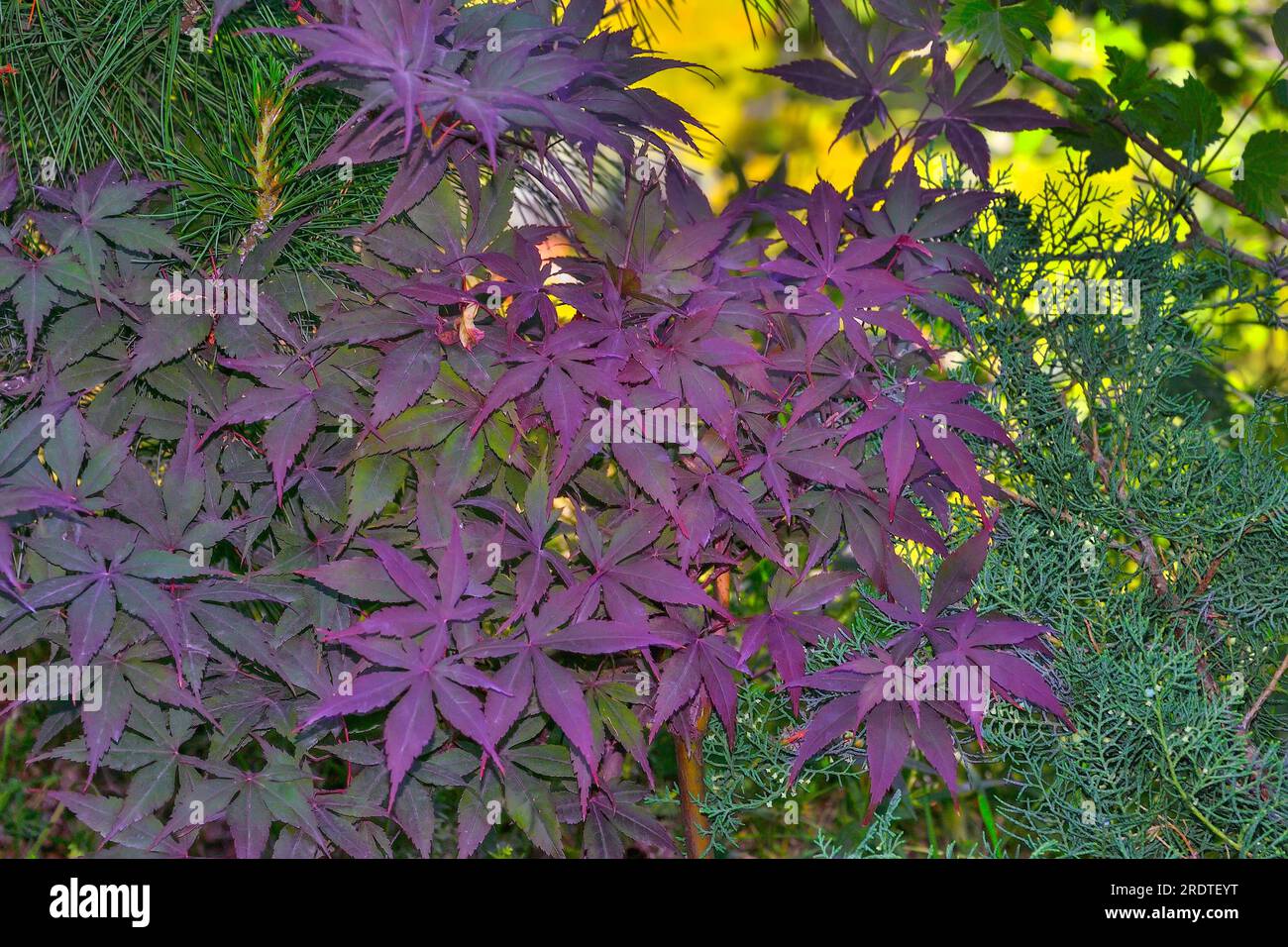 Érable japonais ou Acer palmatum, ou marple en forme d'éventail, variété Purple Ghost. Plante ornementale avec des feuilles colorées du vert au violet vif. Utilisé i Banque D'Images