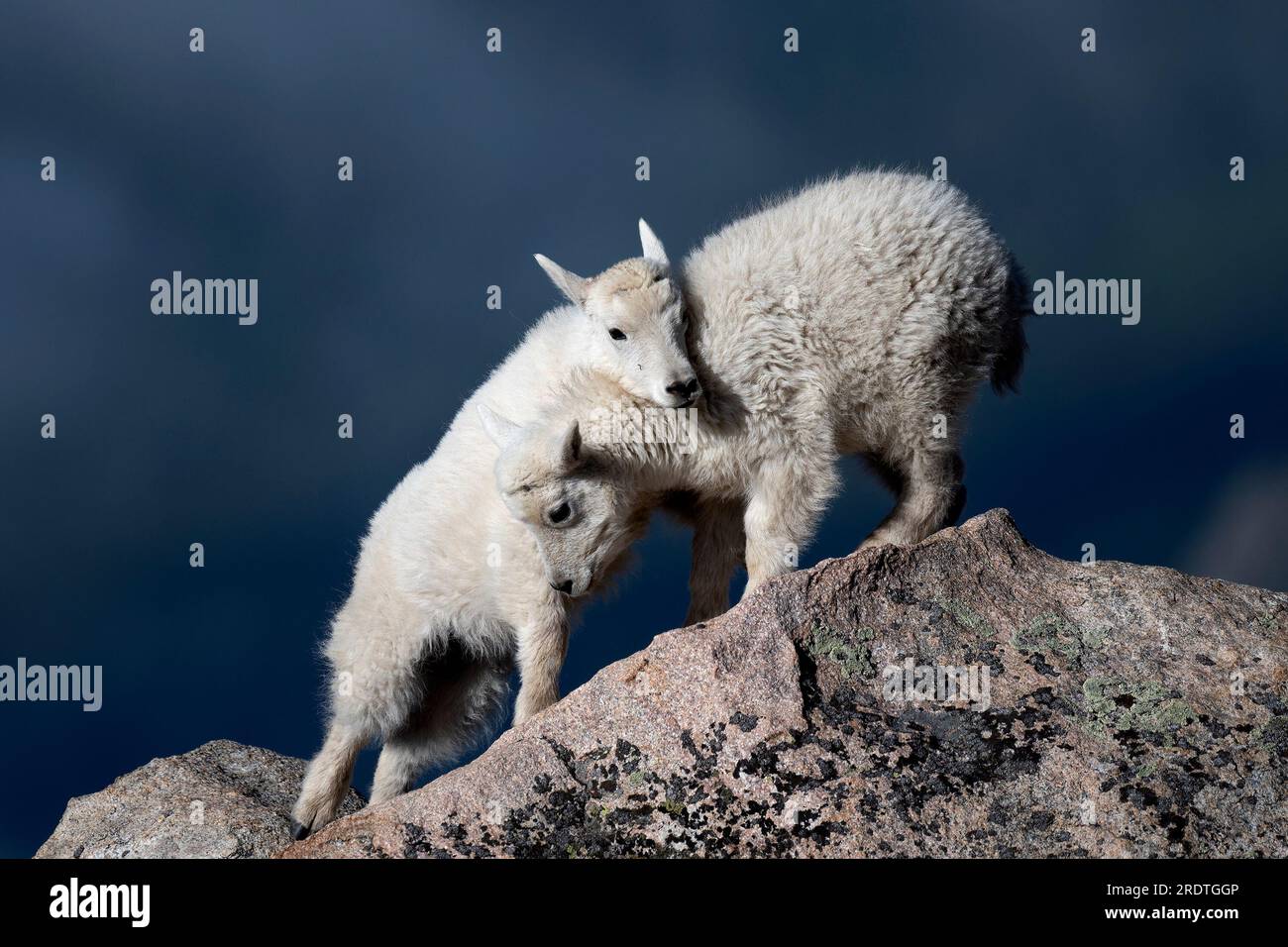 Baby Mountain chèvres jouant sur un rocher de mousse près du mont. Evans dans le Colorado Banque D'Images