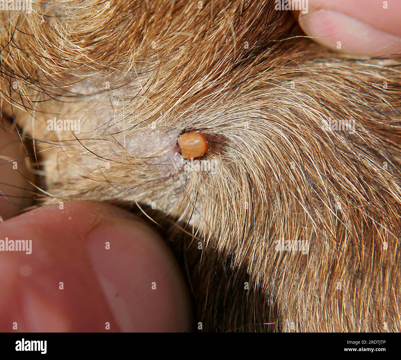 Tick européen de ricinus (Ixodes ricinus) en fourrure de chien, parasites Banque D'Images