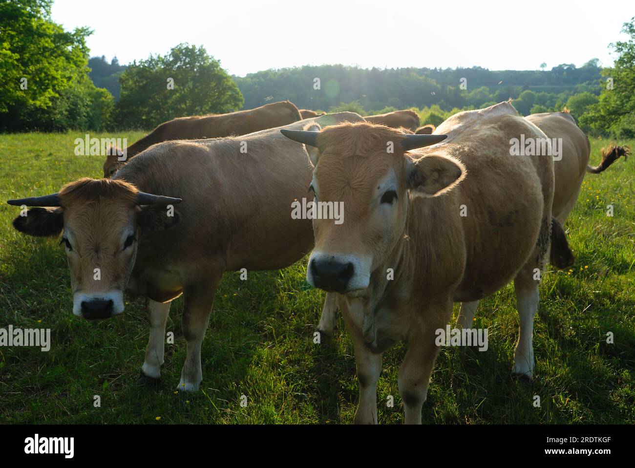 Vaches Aubrac, dans leur pré en Auvergne, portraits Banque D'Images