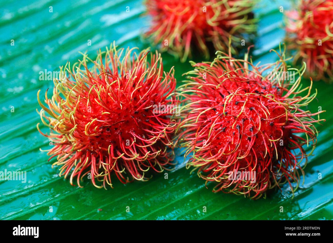 Ramboutan (Nephelium lappaceum) Banque D'Images