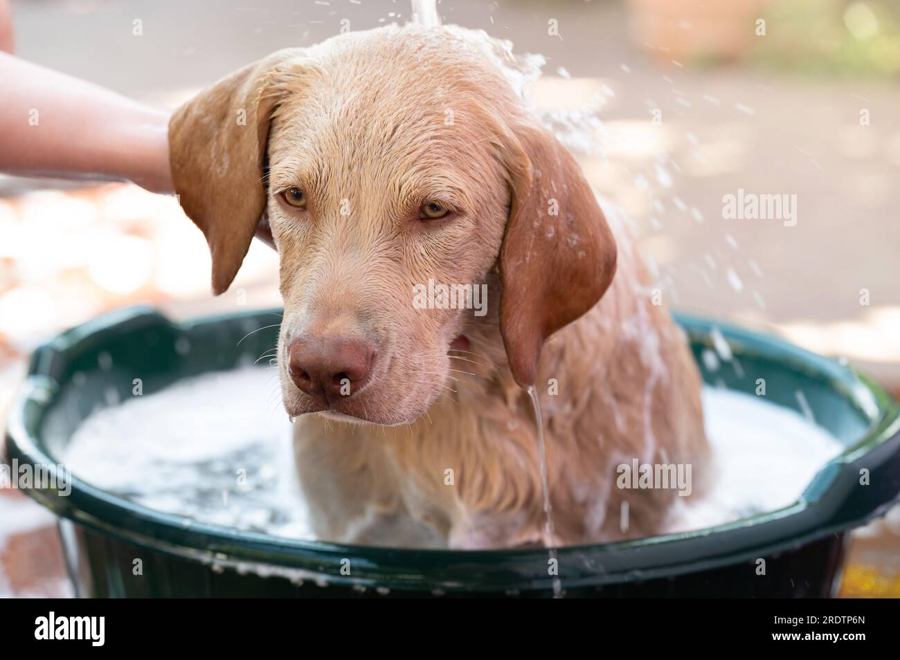 Thème de toilettage pour chiens. Laver dans le bain labrador chiot chien vue rapprochée Banque D'Images