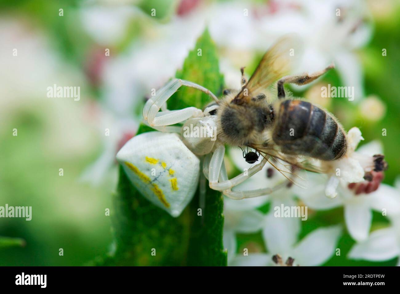Araignée de crabe avec abeille saisie, Bulgarie (Thomisus onustus) Banque D'Images