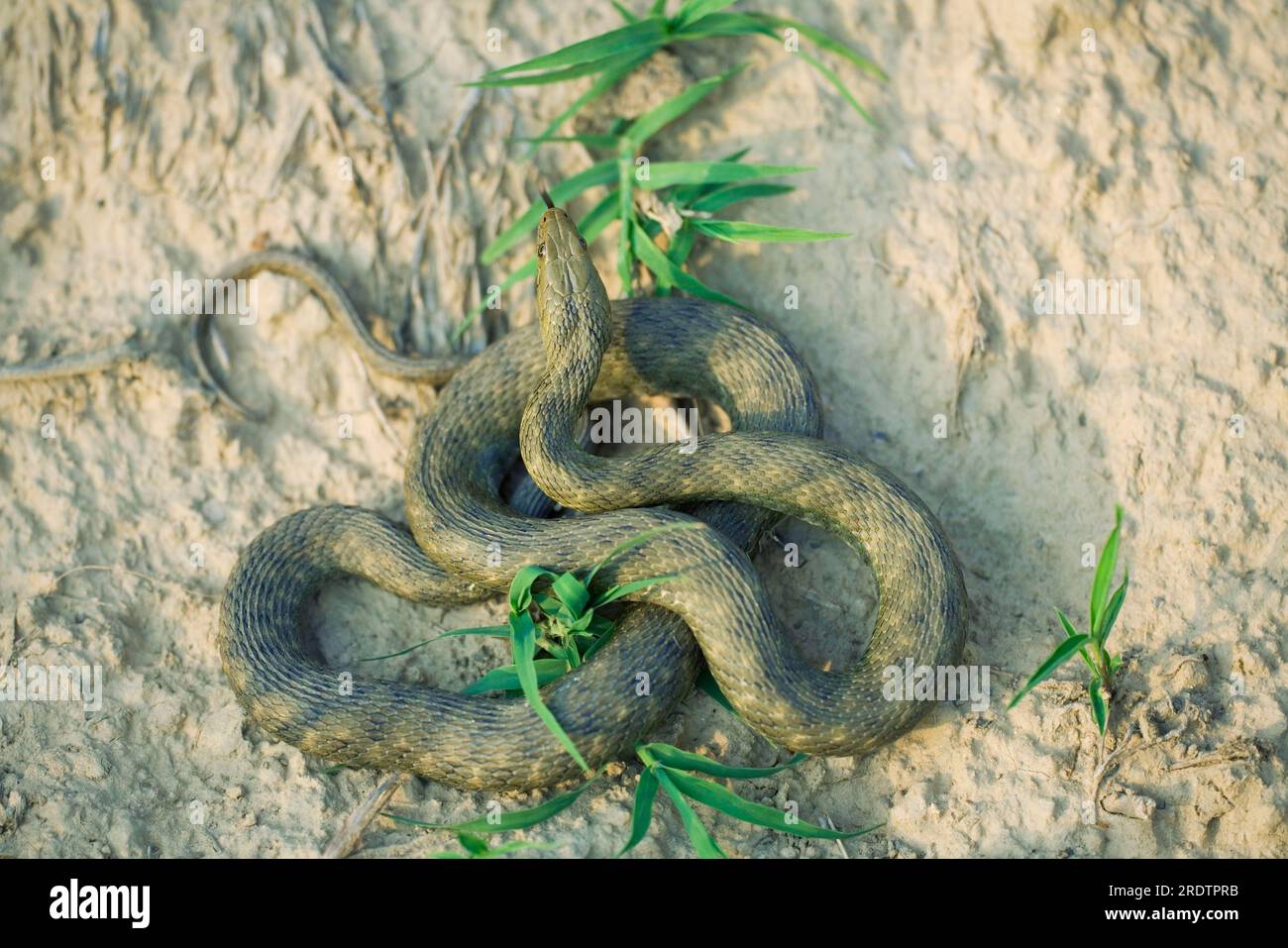 Dés Snake, Bulgarie (Natrix tesselata) Banque D'Images