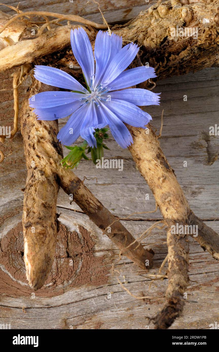 Chicorée commune, racine de chicorée (Cichorium intybus) Banque D'Images
