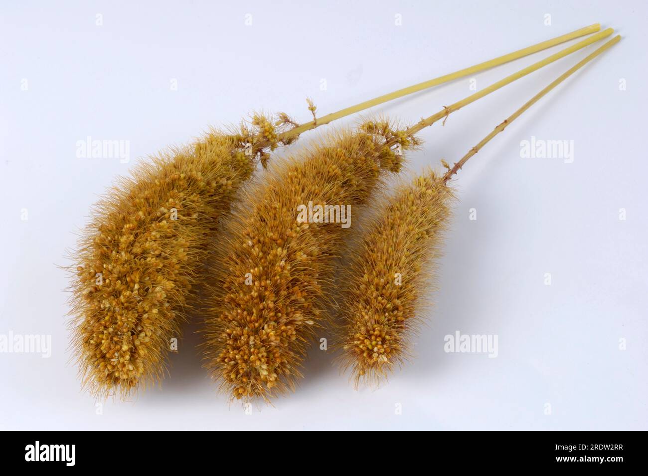 Millet de queue de boeuf (Setaria italica), sorgho avec soies Banque D'Images