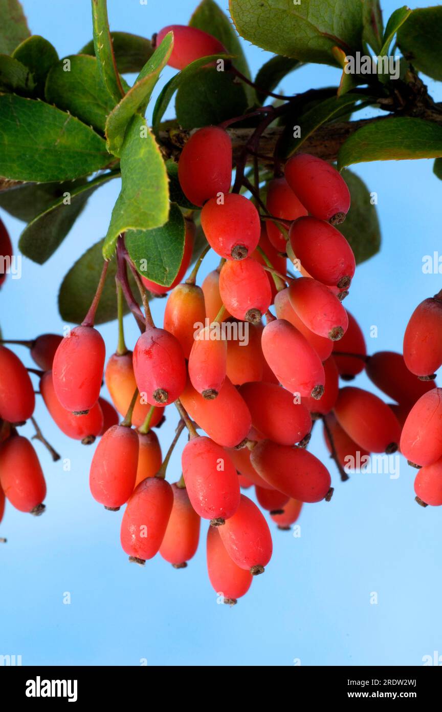 Baies d'épine dorsale, baies de vinaigre (Berberis vulgaris), tridentine, plantes d'épine dorsale (Berberidaceae) Banque D'Images