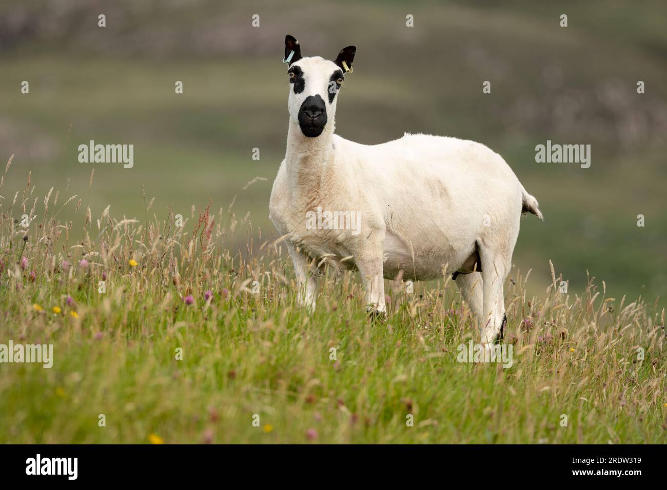 Gros plan d'une brebis de Kerry Hill ou d'un mouton femelle avec toison tondue, debout sur le machair, couvert de fleurs sauvages. Île de Canna, Petites îles, Écosse, f Banque D'Images