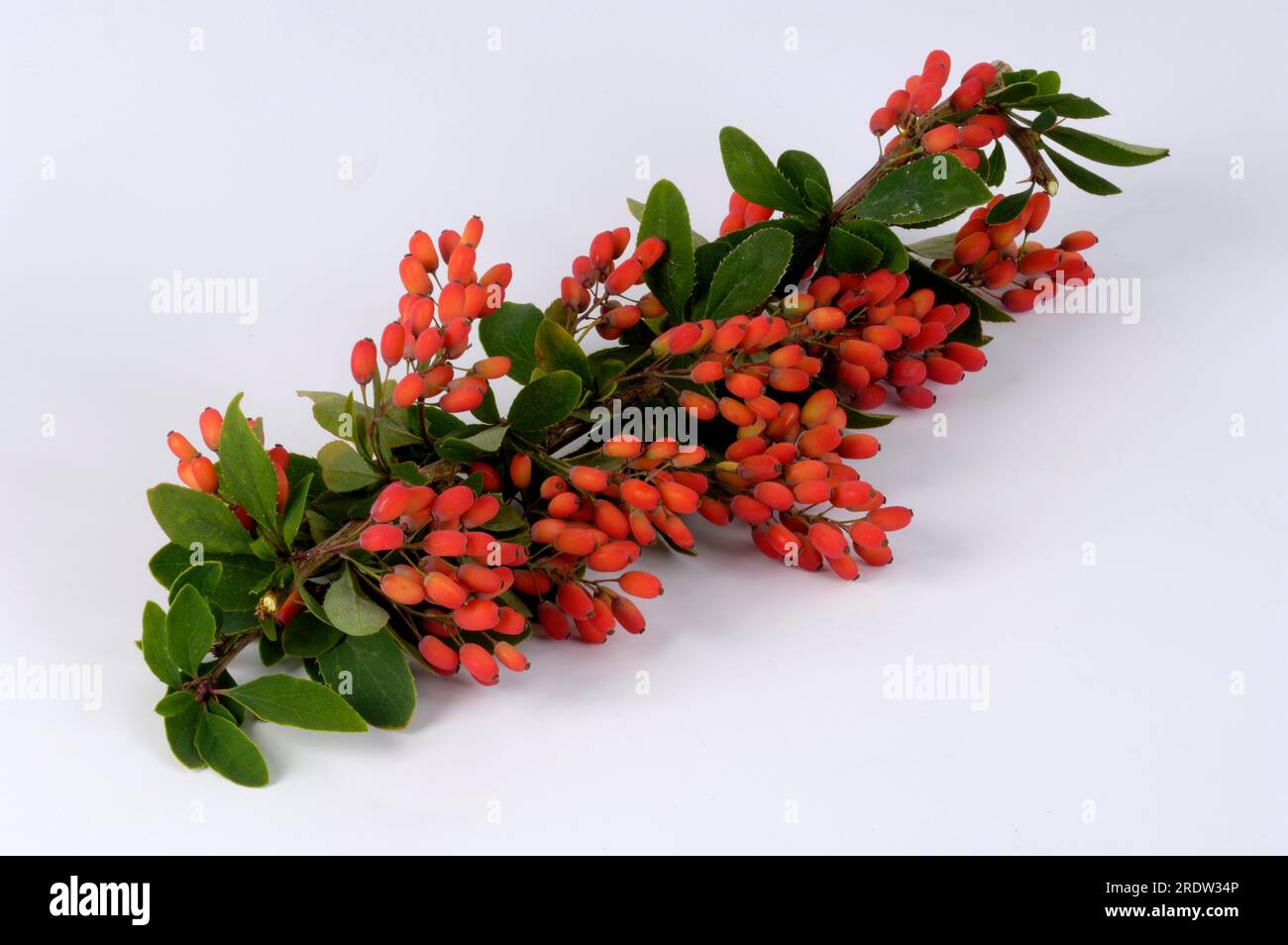 Baies d'épine dorsale, baies de vinaigre (Berberis vulgaris), tridentine, plantes d'épine dorsale (Berberidaceae) Banque D'Images