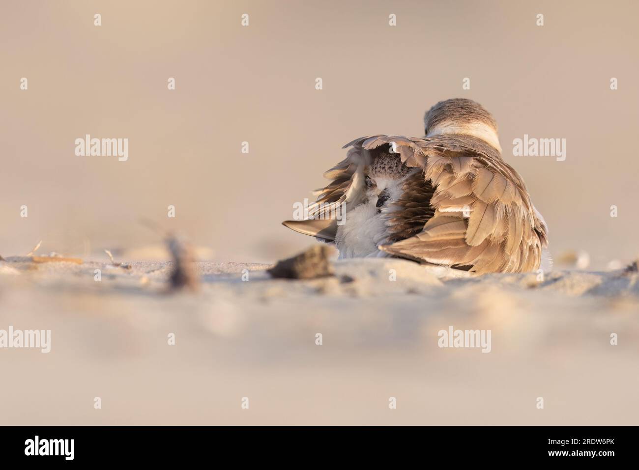 Échassiers ou oiseaux de rivage, poussin de pluvier kentish sur la plage. Banque D'Images